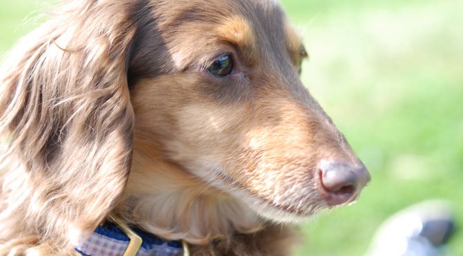 愛犬ショコラの命日：その時、私が感じたこと（悪夢は悪夢として）