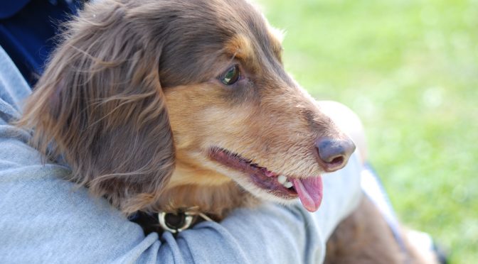 ペットロス相談「一生懸命に介護した。でも愛犬が私を怒っているのではと不安になる」