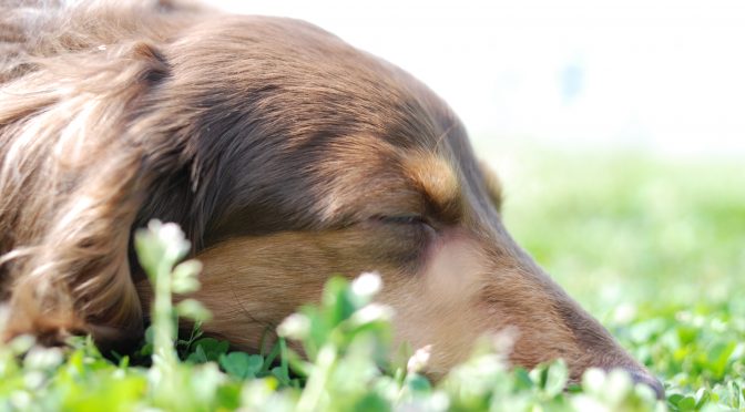 亡き愛犬のお誕生日にもらった優しいプレゼント