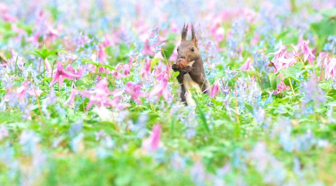 ペットロスな日々「そんな日があっても大丈夫！心配しないで大丈夫」No. 33