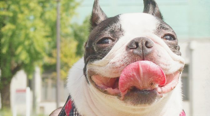 ペットロス体験談「愛犬とさなさん 突然の事故で”ごめんね”しか言えない時」