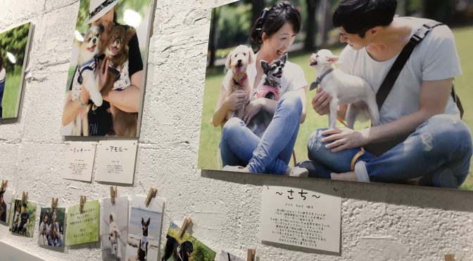 元保護犬写真展「愛をありがとう」幸せをつかんだ保護犬たちの笑顔