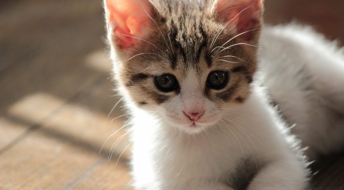 18年8か月を生き抜いた愛猫チュンのママが1周忌を前に思う「ペットロス」とは