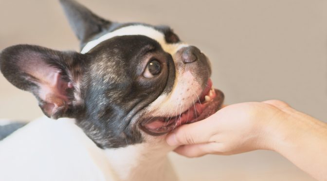 ペットロス相談「私は飼い主失格。別の人がママだったら、あの子は幸せだったのに」