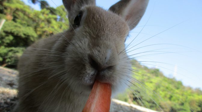 ウサギのちぃとかあちゃん・新しい形で2人一緒に歩いていく日々①