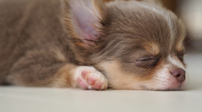 ペットロス質問箱「愛犬を失い、喪失感と不安からパニック寸前になりました」