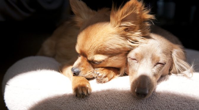 ペットロス体験談『愛犬ミントとすずさんの物語 　生きることが苦しいと感じる時間』