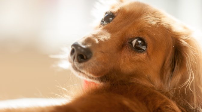 愛犬との別れに「私があの子を見捨てた、殺してしまった…」と苦しまれているママへ