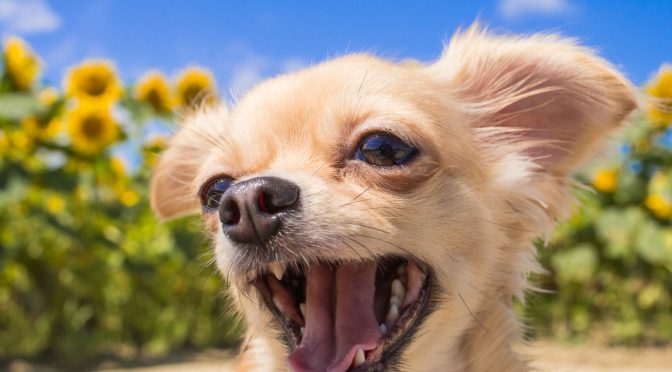 ペットロス体験談「愛犬姫ちゃんとママの物語　大きなギフトを受け取った百箇日」