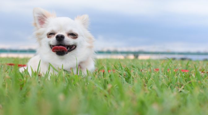 ペットロス体験談「愛犬姫ちゃんとママの物語　姫の志を見つけることで迷いがなくなりました」
