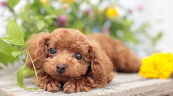 ペットロス相談「愛犬が亡くなり3ヶ月・悲しみが深くなるばかりで苦しい」