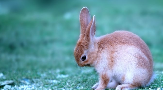 ペットロス体験談「愛兎ホムちゃんとママの物語　強くて優しくて可愛くてお利口な愛するホム」