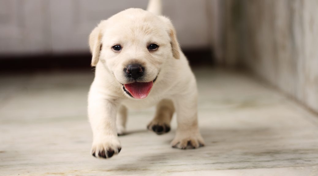 ペットロスになった方が「次の子を迎えるタイミング」で大切なことは？ シェール・アンジュ ペットロス カウンセリング