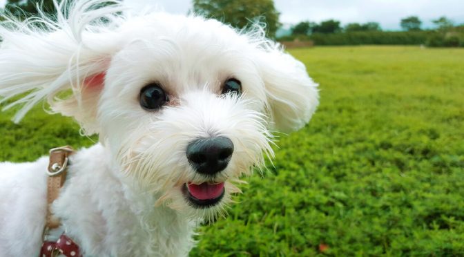 ペットロス相談「亡き愛犬の納骨のタイミングや思い出の品の片付けに悩んでいます」