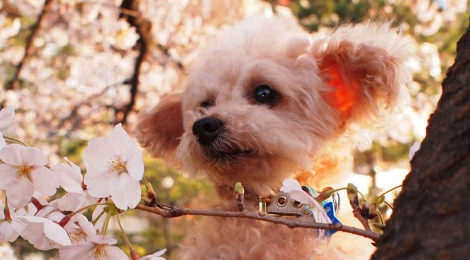 ペットロス質問箱「愛犬が旅立ち、一番好きだった春がくるのが怖い」