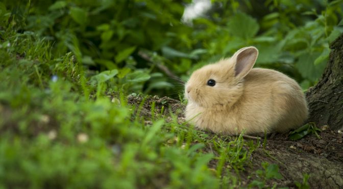 亡きペットの想いに触れるカードセッション・ウサギのマメちゃんからのメッセージ