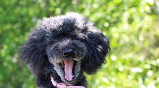 ペットロス相談「愛犬が旅立ち、世界でひとりぼっちになりました。ひとりは辛い」