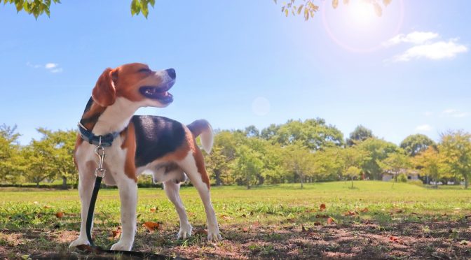 ペットロス・ペットが旅立った後「見えない姿を探してしまう」時の対処法