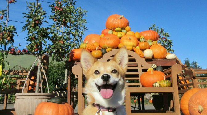 ペットロス「愛犬を失い、ハロウィンが辛い！クリスマス、お正月が怖い」