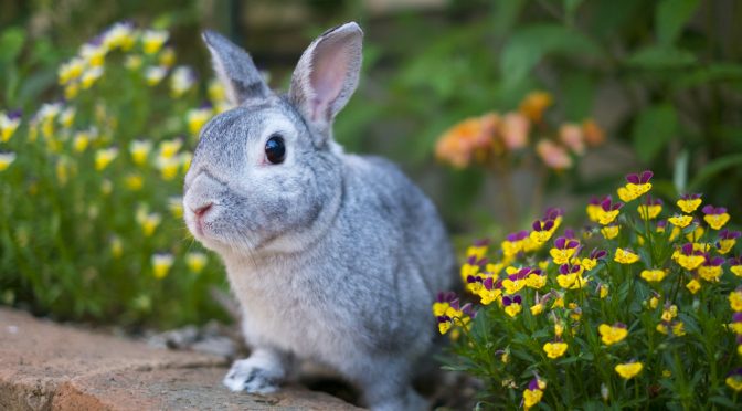 ウサギのちぃとかあちゃん・新しい形で2人一緒に歩いていく日々⑥