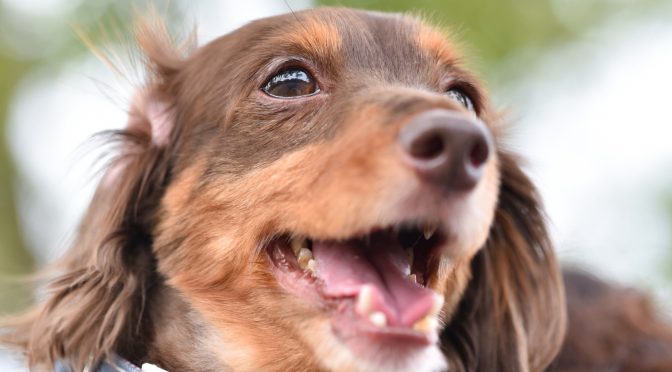 保護犬ゆめに出会い４年「幸せにする」覚悟の空回り