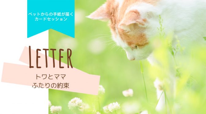 ペットロス「旅立った猫のトワ君がママに伝えた想い・トワとママとの約束」