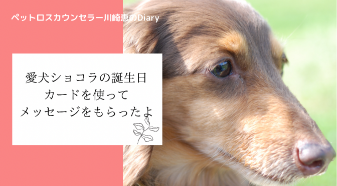 YouTube動画「亡き愛犬ショコラの誕生日もらったメッセージ」