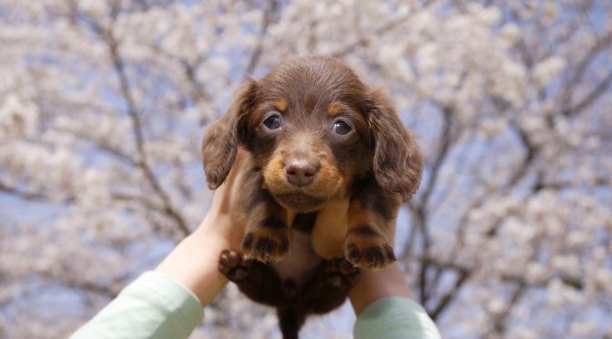 ペットロス相談「最愛のペットと過ごした春・桜のこの季節が苦しい」